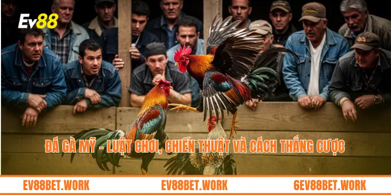 Đá gà Mỹ – Luật chơi, chiến thuật và cách thắng cược