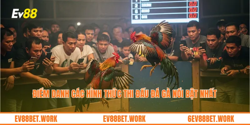 Điểm danh các hình thức thi đấu Đá Gà nổi bật nhất