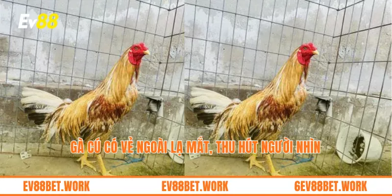 Gà cú có vẻ ngoài lạ mắt, thu hút người nhìn