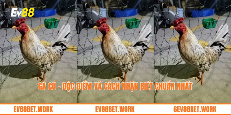 Gà cú – Đặc điểm và cách nhận biết chuẩn nhất
