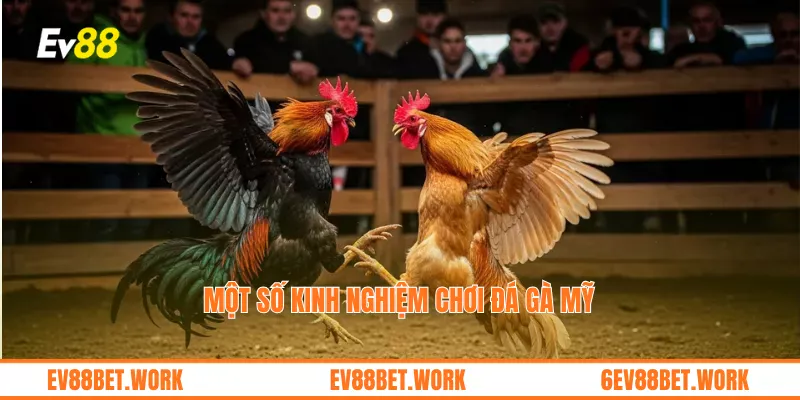 Một số kinh nghiệm chơi đá gà mỹ