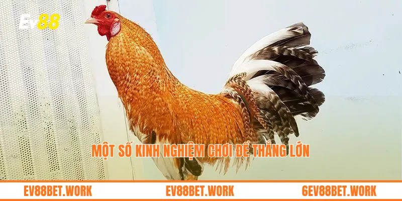 Một số kinh nghiệm chơi để thắng lớn