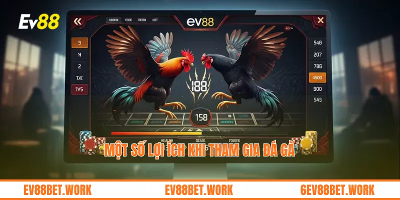 Một số lợi ích khi tham gia đá gà