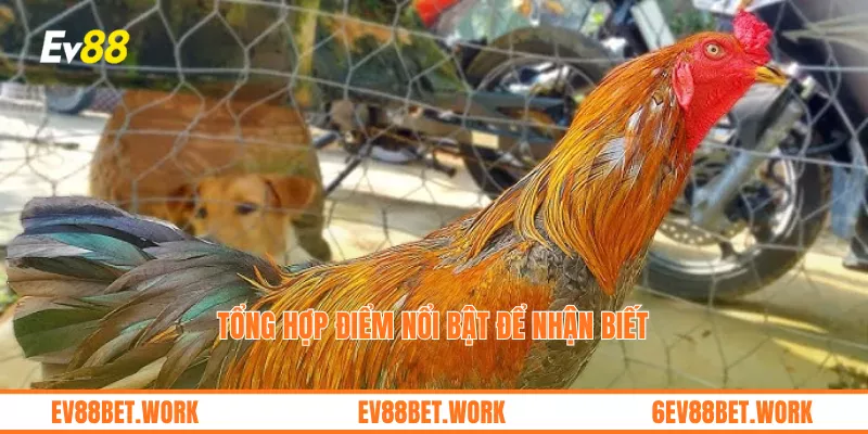 Tổng hợp điểm nổi bật để nhận biết