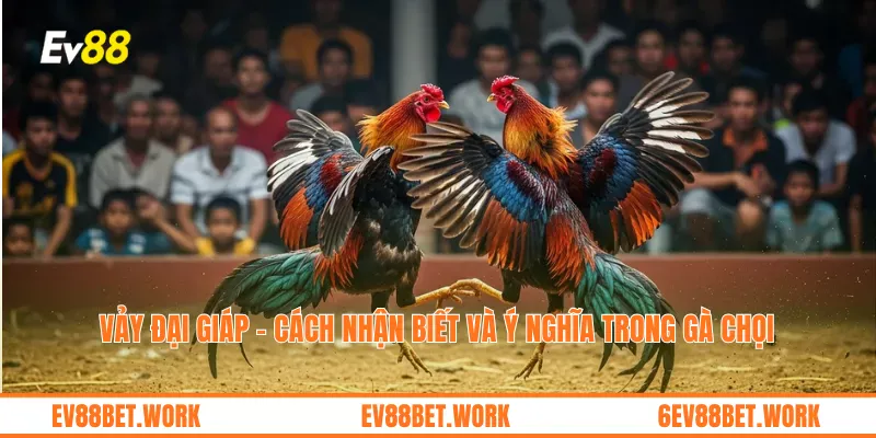 Vảy Đại Giáp – Cách nhận biết và ý nghĩa trong gà chọi