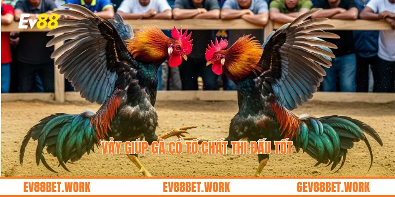 Vảy giúp gà có tố chất thi đấu tốt