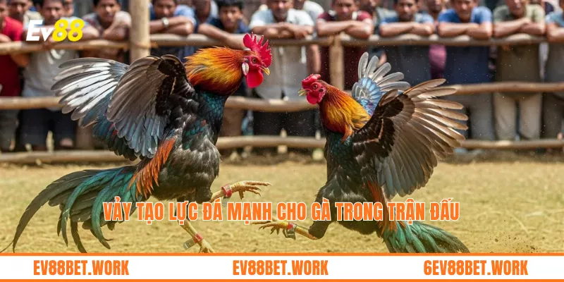 Vảy tạo lực đá mạnh cho gà trong trận đấu